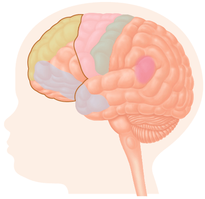 Final, sorry, human brain development newborn to adult something Human brain development newborn to adult